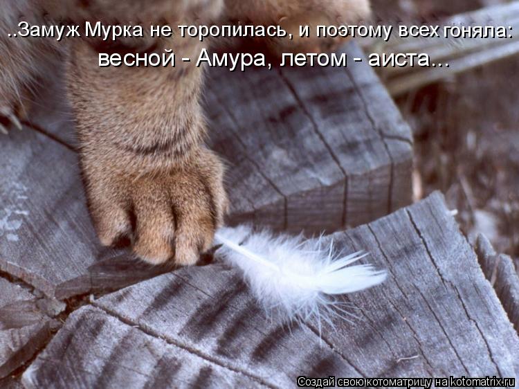 ..Замуж Мурка не торопилась, и поэтому всех гоняла: весной - Амура, летом - аиста...... Котоматрица: ..Замуж Мурка не торопилась, и поэтому всех гоняла: весной - Амура, летом - аиста...