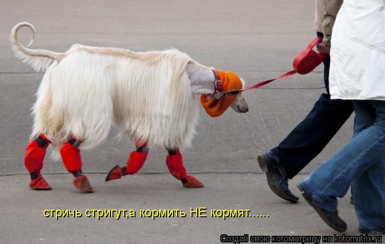 стричь стригут,а кормить НЕ кормят......... Котоматрица: стричь стригут,а кормить НЕ кормят......