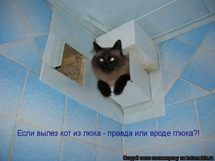 Котоматрица: Если вылез кот из люка - правда или вроде глюка?!