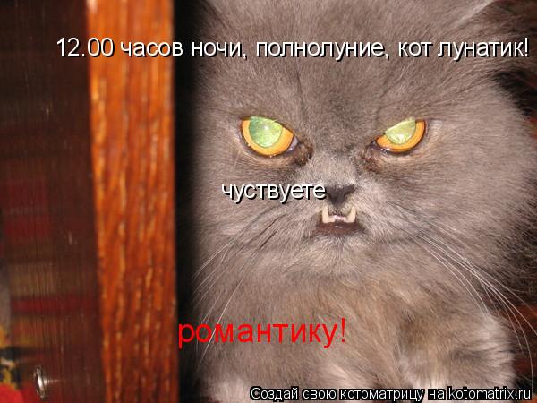 12.00 часов ночи, полнолуние, кот лунатик! чуствуете романтику!... Котоматрица: 12.00 часов ночи, полнолуние, кот лунатик! чуствуете романтику!