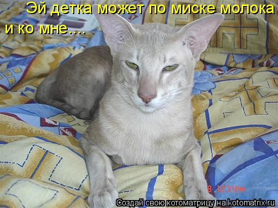 Эй детка может по миске молока и ко мне.... и ко мне....... Котоматрица: Эй детка может по миске молока и ко мне.... и ко мне....