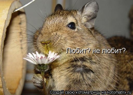 Любит? не любит?... Котоматрица: Любит? не любит?