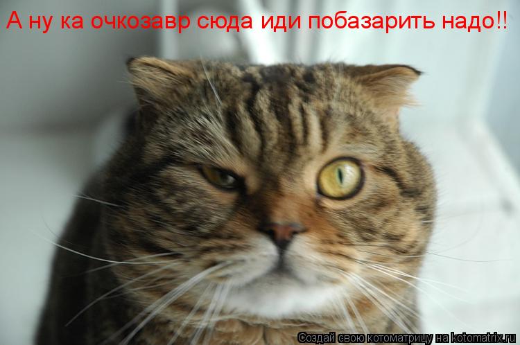 А ну ка очкозавр сюда иди побазарить надо!!... Котоматрица: А ну ка очкозавр сюда иди побазарить надо!!