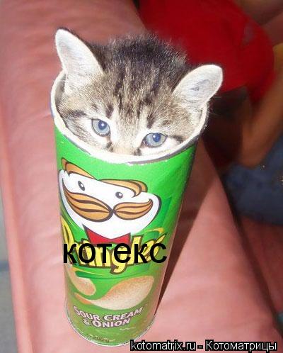 котекс... Котоматрица: котекс