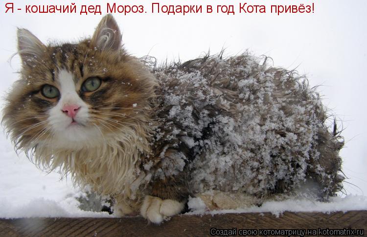 Я - кошачий дед Мороз. Подарки в год Кота привёз!... Котоматрица: Я - кошачий дед Мороз. Подарки в год Кота привёз!