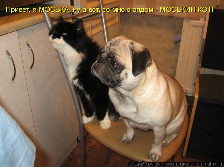 Привет, я МОСЬКА, ну а вот, со мною рядом - МОСЬКИН КОТ!... Котоматрица: Привет, я МОСЬКА, ну а вот, со мною рядом - МОСЬКИН КОТ!
