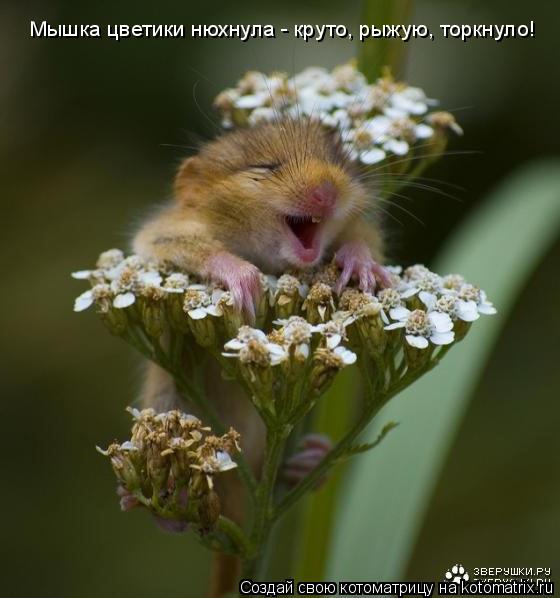 Мышка цветики нюхнула - круто, рыжую, торкнуло!... Котоматрица: Мышка цветики нюхнула - круто, рыжую, торкнуло!