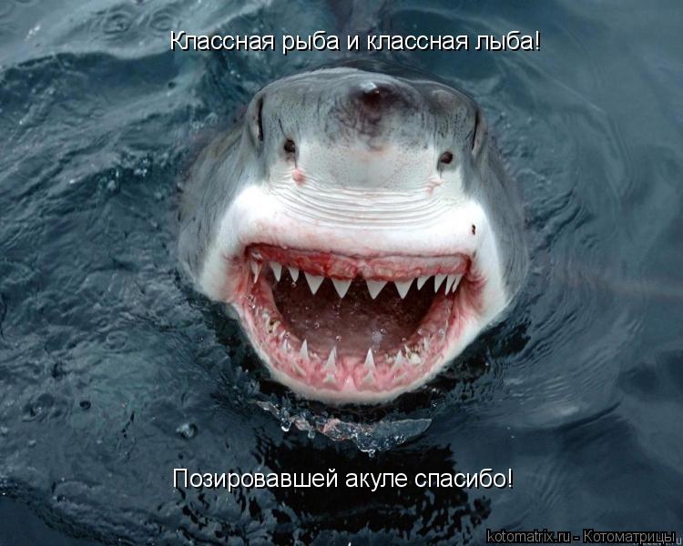 Классная рыба и классная лыба! Позировавшей акуле спасибо!... Котоматрица: Классная рыба и классная лыба! Позировавшей акуле спасибо!