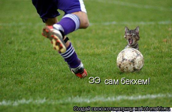 сам бекхем! ЭЭ... Котоматрица: сам бекхем! ЭЭ