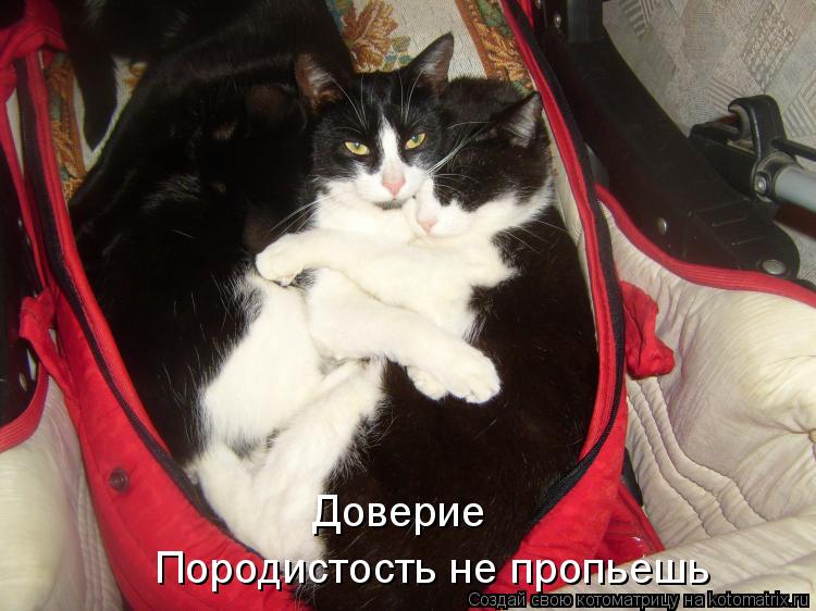 Котоматрица: Доверие Породистость не пропьешь