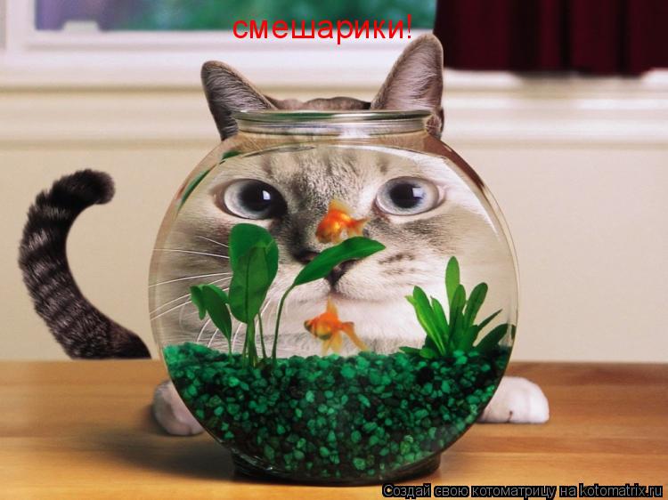 Котоматрица: смешарики!