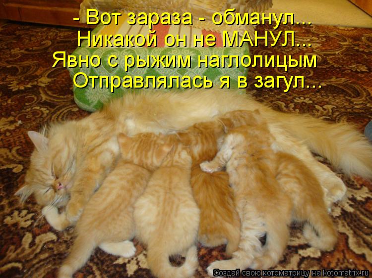 - Вот зараза - обманул... Никакой он не МАНУЛ... Явно с рыжим наглолицым Отправлялась я в загул...... Котоматрица: - Вот зараза - обманул... Никакой он не МАНУЛ... Явно с рыжим наглолицым Отправлялась я в загул...