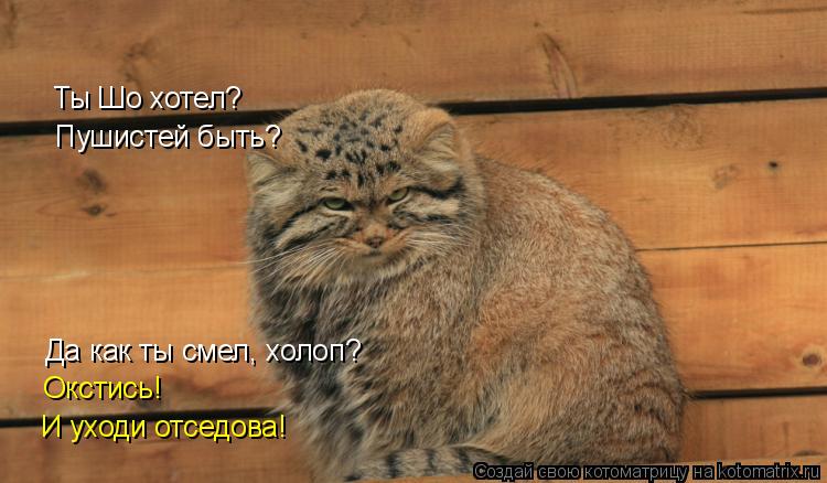 Котоматрица: Ты Шо хотел?  Пушистей быть?  Да как ты смел, холоп?  Окстись!  И уходи отседова!