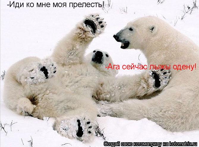 Котоматрица: -Иди ко мне моя прелесть! -Ага сейчас лыжы одену!
