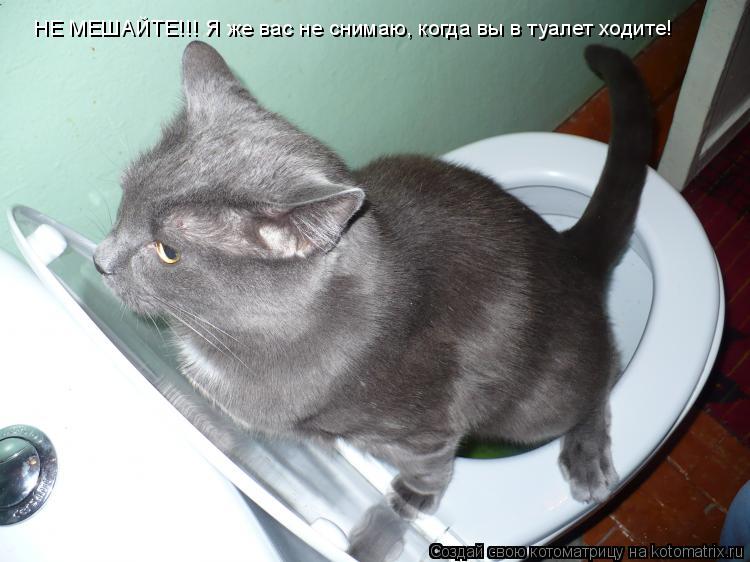 Котоматрица: НЕ МЕШАЙТЕ!!! Я же вас не снимаю, когда вы в туалет ходите!