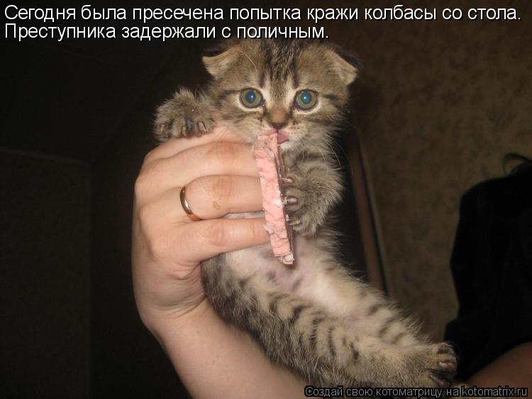 Котоматрица: Сегодня была пресечена попытка кражи колбасы со стола. Преступника задержали с поличным.
