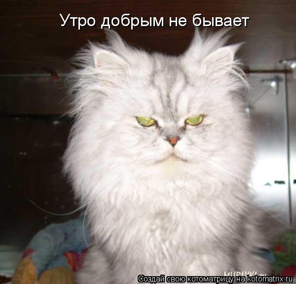 Котоматрица: Утро добрым не бывает