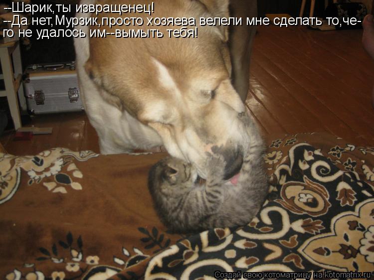 Котоматрица: --Шарик,ты извращенец! --Да нет,Мурзик,просто хозяева велели мне сделать то,че- го не удалось им--вымыть тебя!