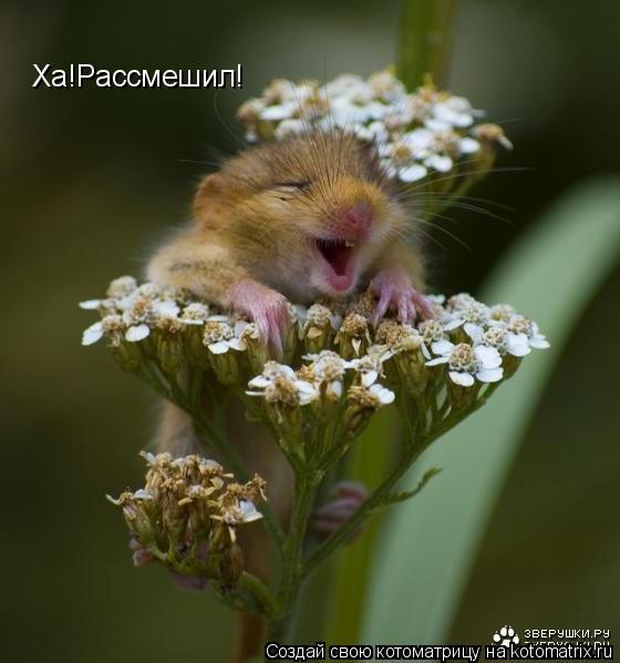Котоматрица: Ха!Рассмешил!