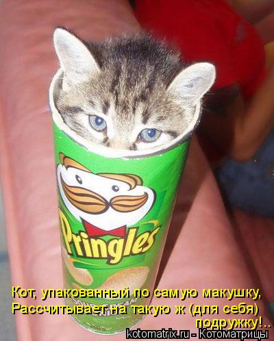 Котоматрица: Кот, упакованный по самую макушку, Рассчитывает на такую ж (для себя) подружку!..