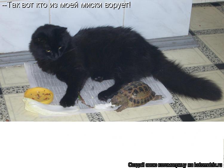 Котоматрица: --Так вот кто из моей миски ворует!