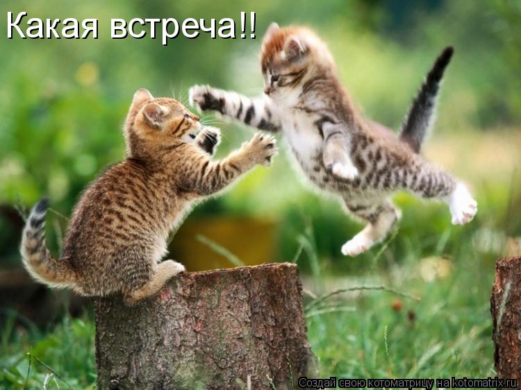 Котоматрица: Какая встреча!!