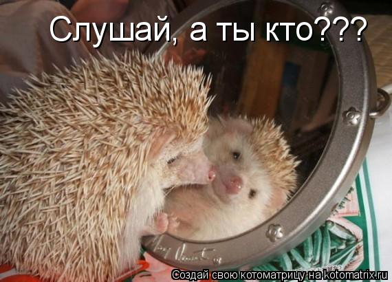 Слушай, а ты кто???... Котоматрица: Слушай, а ты кто???