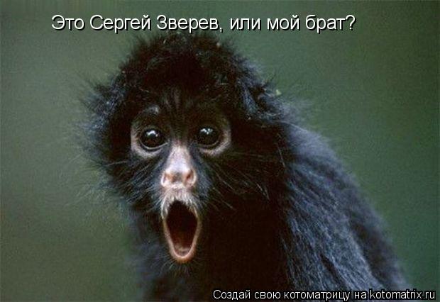 Это Сергей Зверев, или мой брат?... Котоматрица: Это Сергей Зверев, или мой брат?