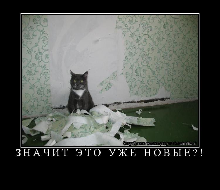 Значит это уже новые?! ... Котоматрица: Значит это уже новые?!
