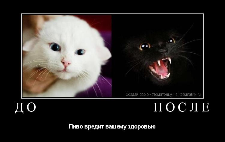 До После Пиво вредит вашему здоровью... Котоматрица: До После Пиво вредит вашему здоровью