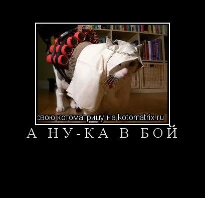 А НУ-КА В БОЙ ... Котоматрица: А НУ-КА В БОЙ