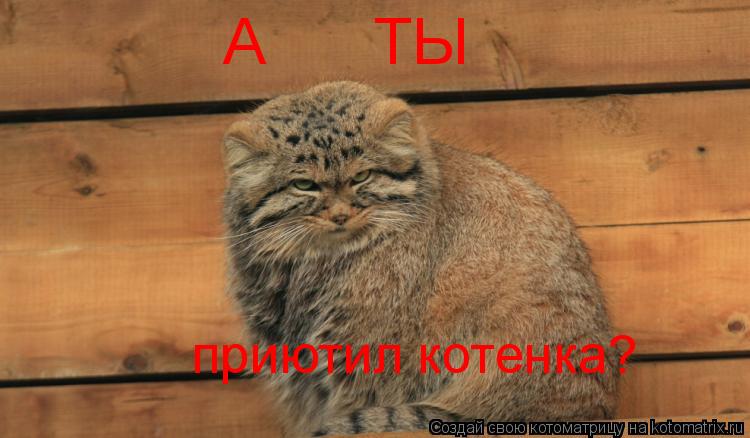 А ТЫ приютил котенка?... Котоматрица: А ТЫ приютил котенка?