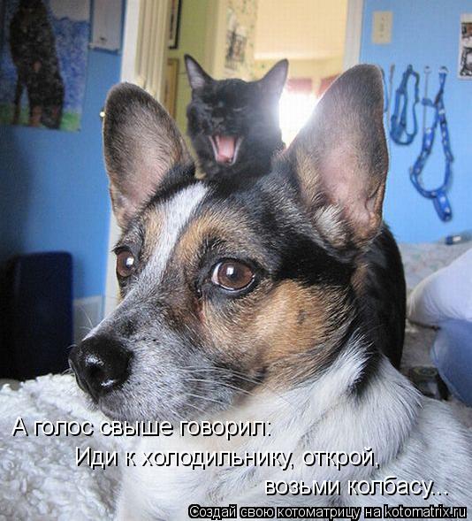 А голос свыше говорил: Иди к холодильнику, открой, возьми колбасу...... Котоматрица: А голос свыше говорил: Иди к холодильнику, открой, возьми колбасу...