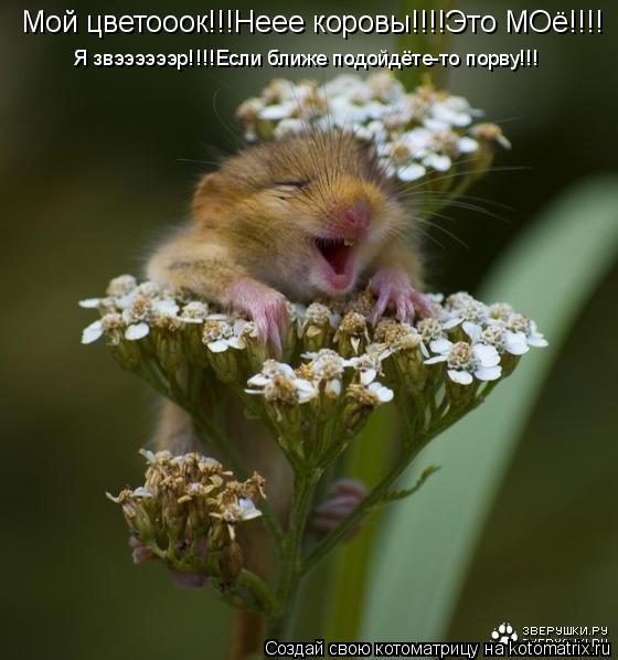 Мой цветооок!!!Неее коровы!!!!Это МОё!!!! Я звээээээр!!!!Если ближе подойдёте-то порву!!!... Котоматрица: Мой цветооок!!!Неее коровы!!!!Это МОё!!!! Я звээээээр!!!!Если ближе подойдёте-то порву!!!