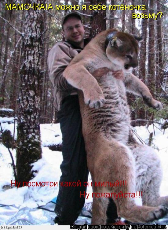 МАМОЧКА!А можно я себе котёночка возьму? Ну посмотри какой он милый!!! Ну пожалуйста!!!... Котоматрица: МАМОЧКА!А можно я себе котёночка возьму? Ну посмотри какой он милый!!! Ну пожалуйста!!!
