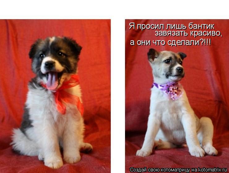 Я просил лишь бантик завязать красиво, а они что сделали?!!!... Котоматрица: Я просил лишь бантик завязать красиво, а они что сделали?!!!