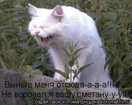 Выньте меня отсюда-а-а-а!!! Не воровал я вашу сметану-у-у!!!... Котоматрица: Выньте меня отсюда-а-а-а!!! Не воровал я вашу сметану-у-у!!!