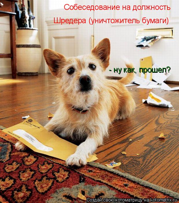 Собеседование на должность Шредера (уничтожитель бумаги) - ну как, прошел?... Котоматрица: Собеседование на должность Шредера (уничтожитель бумаги) - ну как, прошел?