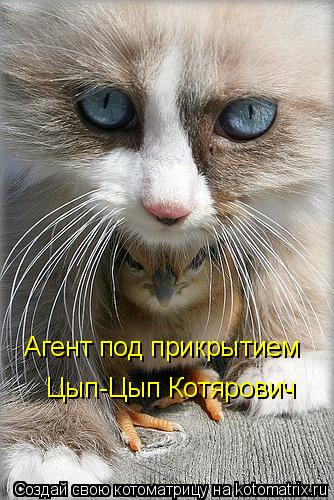 Агент под прикрытием Цып-Цып Котярович... Котоматрица: Агент под прикрытием Цып-Цып Котярович
