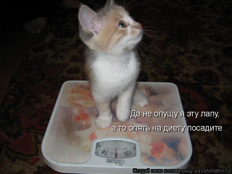 Да не опущу я эту лапу, а то опять на диету посадите... Котоматрица: Да не опущу я эту лапу, а то опять на диету посадите