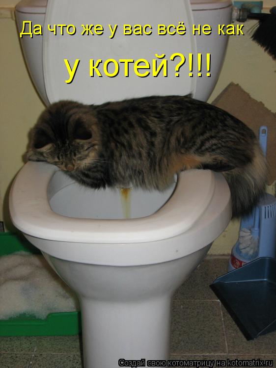 Да что же у вас всё не как у котей?!!!... Котоматрица: Да что же у вас всё не как у котей?!!!