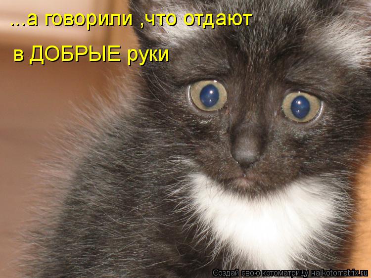 ...а говорили ,что отдают в ДОБРЫЕ руки... Котоматрица: ...а говорили ,что отдают в ДОБРЫЕ руки