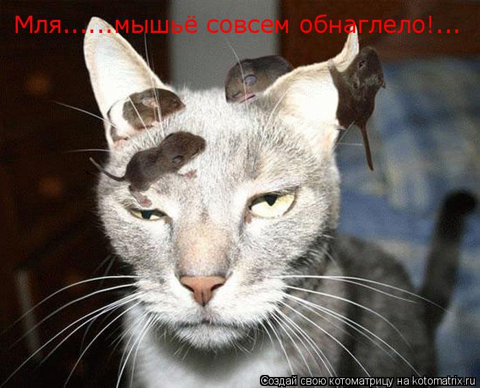 Мля......мышьё совсем обнаглело!...... Котоматрица: Мля......мышьё совсем обнаглело!...