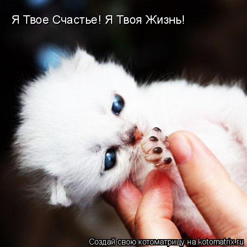 Я Твое Счастье! Я Твоя Жизнь!... Котоматрица: Я Твое Счастье! Я Твоя Жизнь!