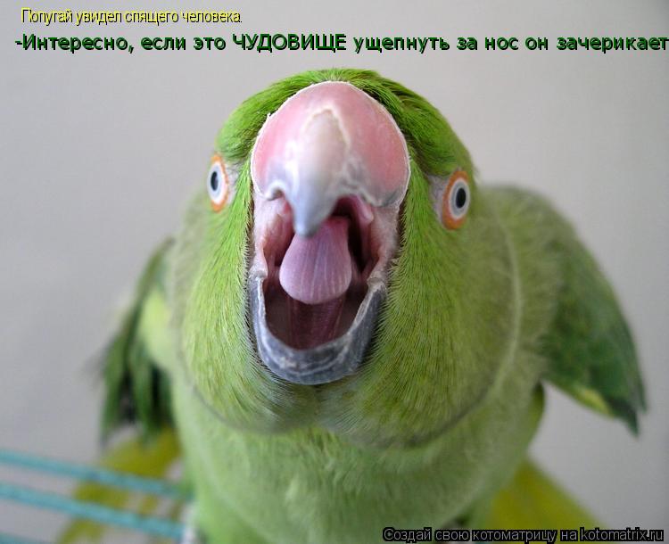 Попугай увидел спящего человека. -Интересно, если это ЧУДОВИЩЕ ущепнуть за нос он зачерикает?!... Котоматрица: Попугай увидел спящего человека. -Интересно, если это ЧУДОВИЩЕ ущепнуть за нос он зачерикает?!