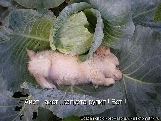 Аист ..аист...капуста рулит ! Вот ! Аист ..аист...капуста рулит ! Вот !... Котоматрица: Аист ..аист...капуста рулит ! Вот ! Аист ..аист...капуста рулит ! Вот !