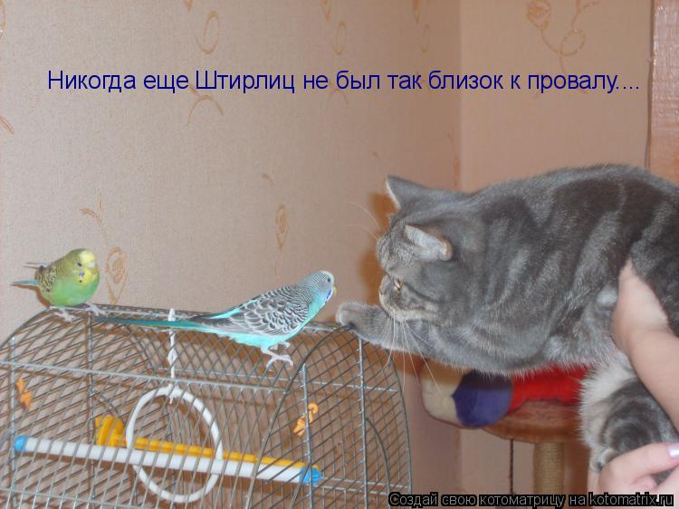 Никогда еще Штирлиц не был так близок к провалу....... Котоматрица: Никогда еще Штирлиц не был так близок к провалу....