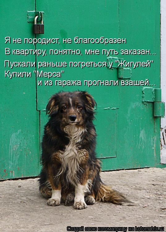 Я не породист, не благообразен В квартиру, понятно, мне путь заказан... Пускали раньше погреться у "Ж... Котоматрица: Я не породист, не благообразен В квартиру, понятно, мне путь заказан... Пускали раньше погреться у "Жигулей" Купили "Мерса" и из гаража прогна