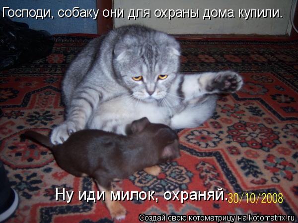 Господи, собаку они для охраны дома купили. Ну иди милок, охраняй.... Котоматрица: Господи, собаку они для охраны дома купили. Ну иди милок, охраняй.
