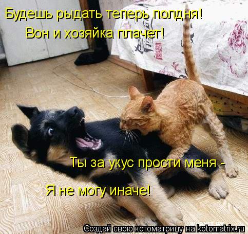 Будешь рыдать теперь полдня! Вон и хозяйка плачет! Ты за укус прости меня - Я не могу иначе!... Котоматрица: Будешь рыдать теперь полдня! Вон и хозяйка плачет! Ты за укус прости меня - Я не могу иначе!